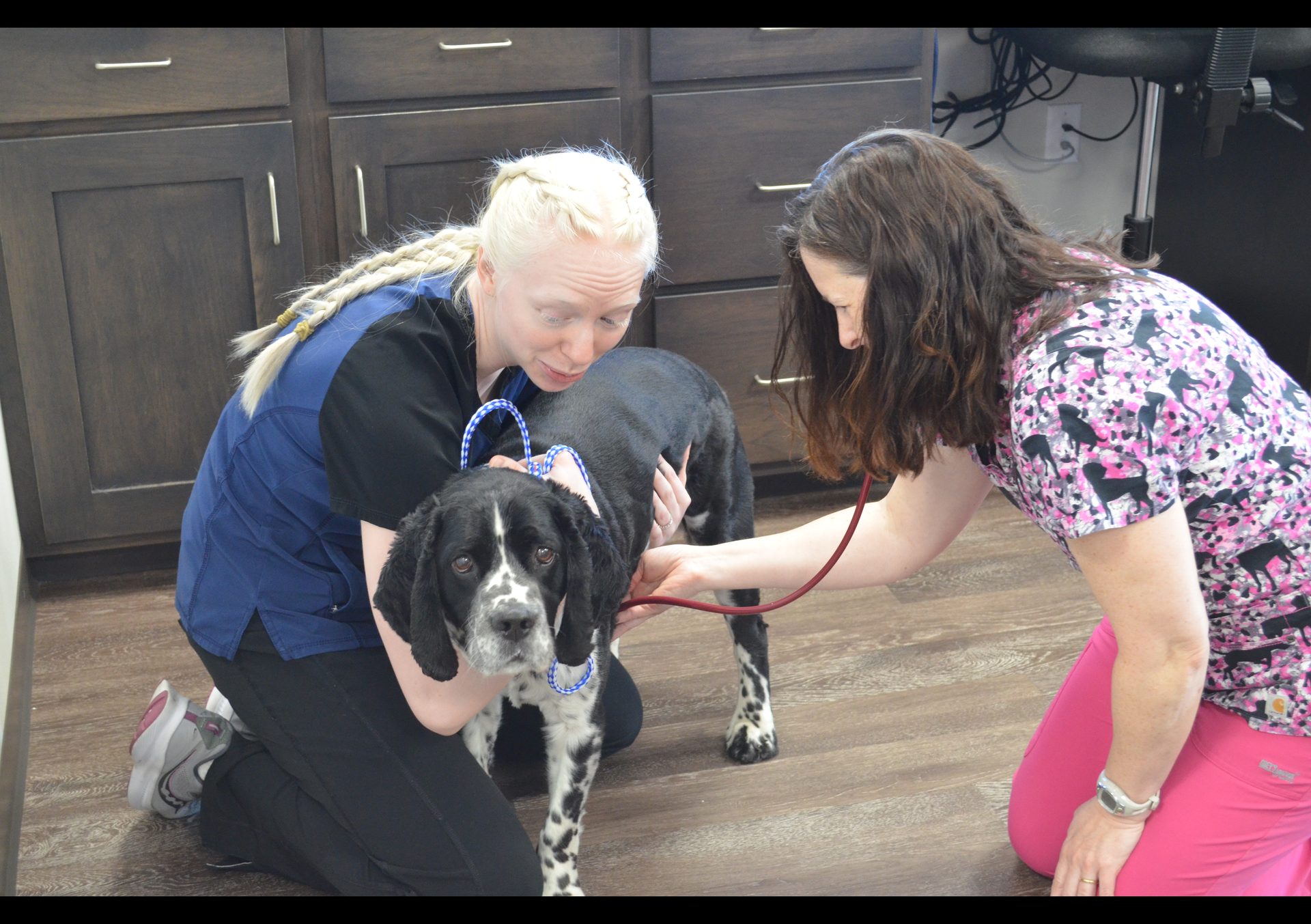 Veterinary team examining a dog at Mt. Horeb Animal Hospital