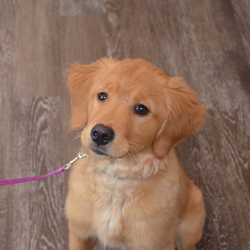 Golden retriever puppy at Mt. Horeb Animal Hospital