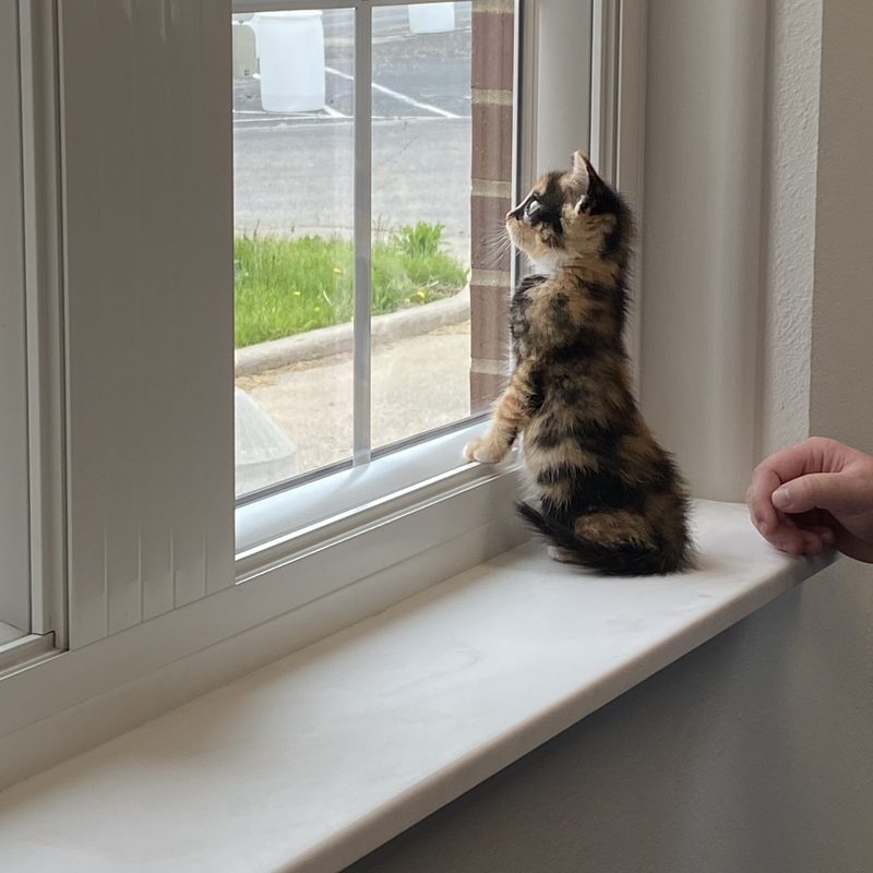 Kitten looking out the window at Mt. Horeb Animal Hospital